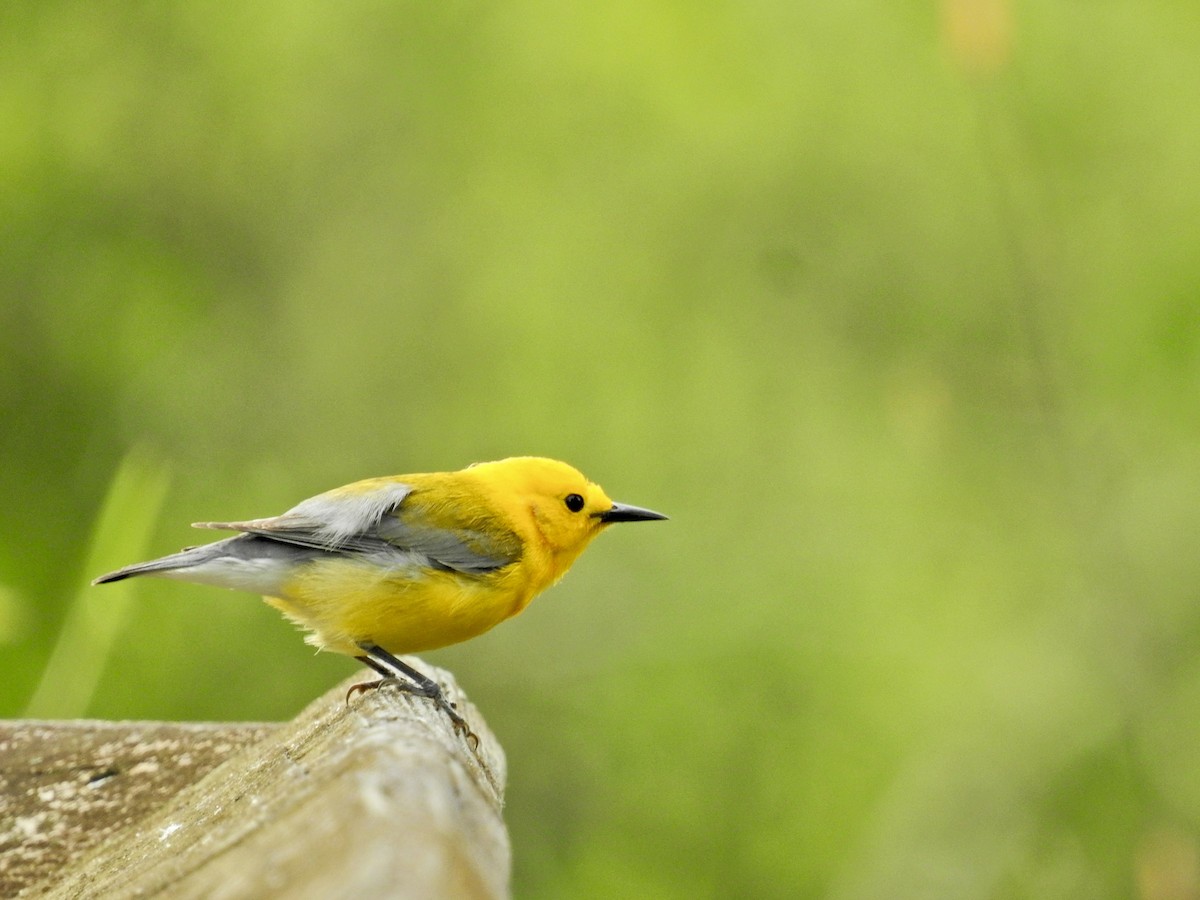 Prothonotary Warbler - ML635763422