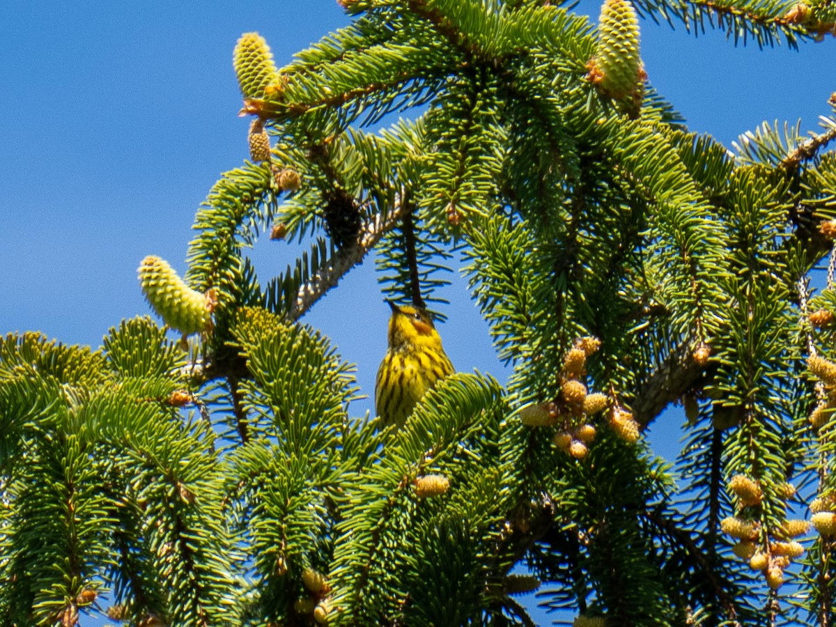 Cape May Warbler - ML635763424