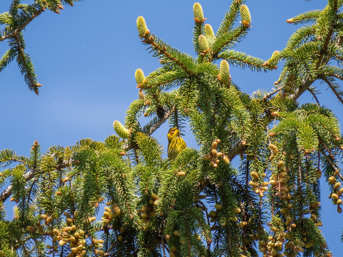 Cape May Warbler - ML635763425