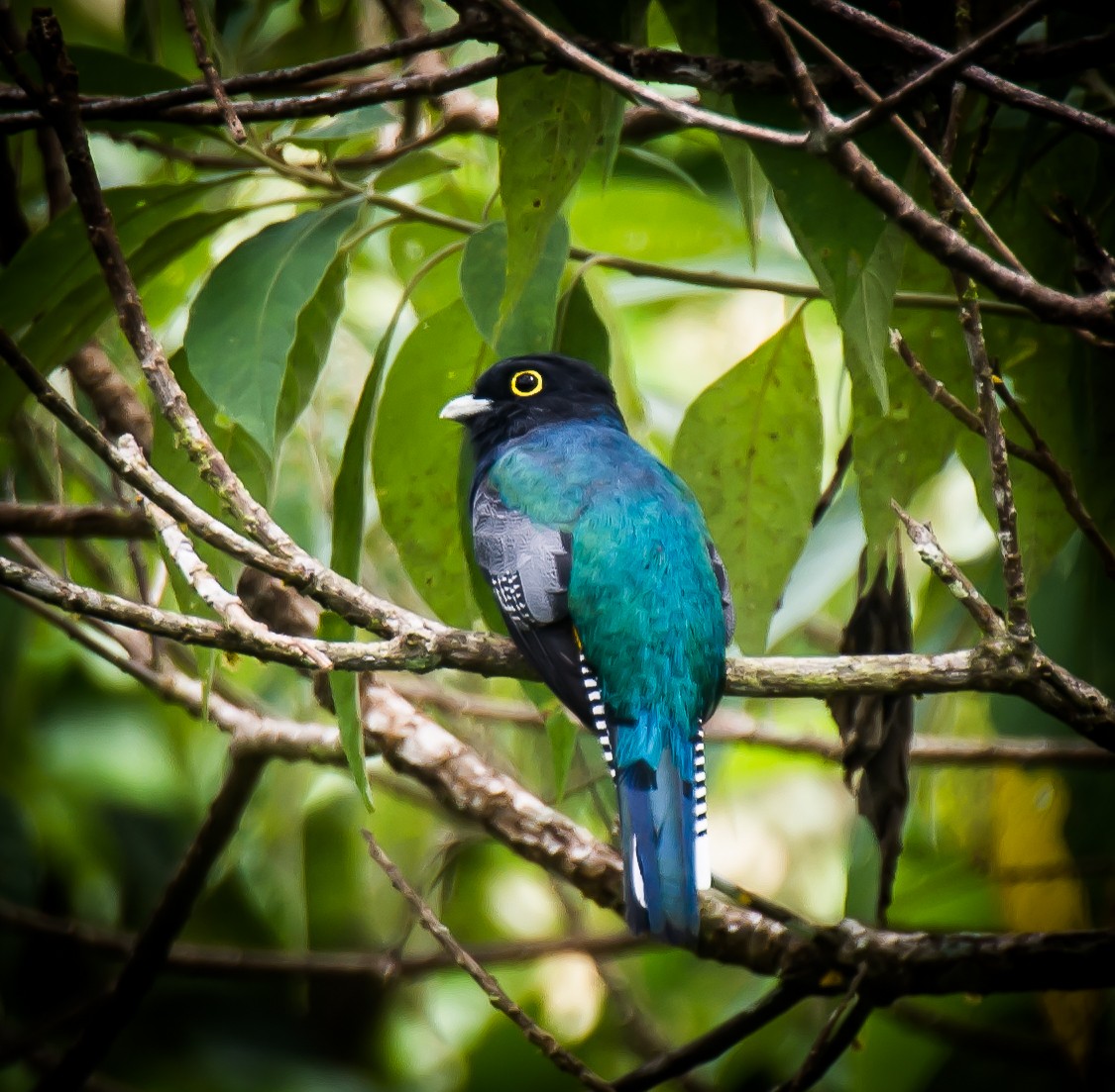 Gartered Trogon - ML635763427