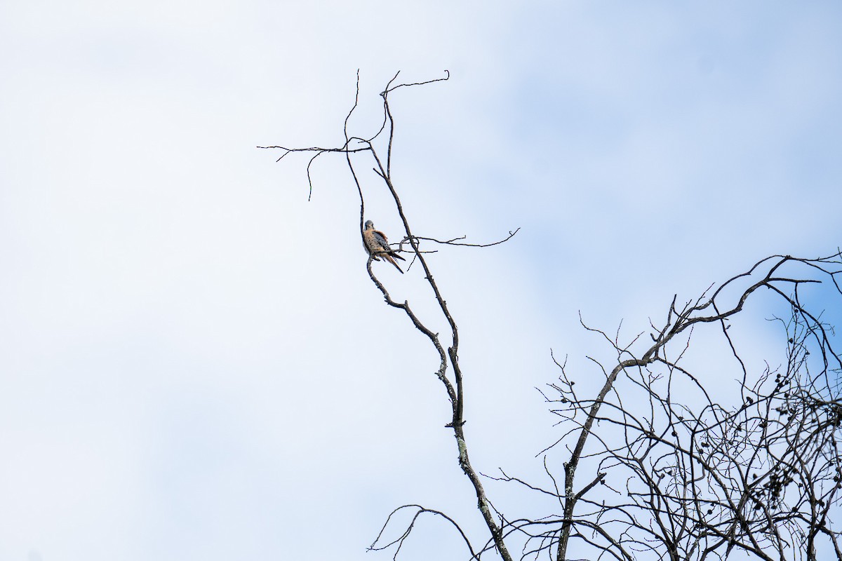 American Kestrel - ML635763430