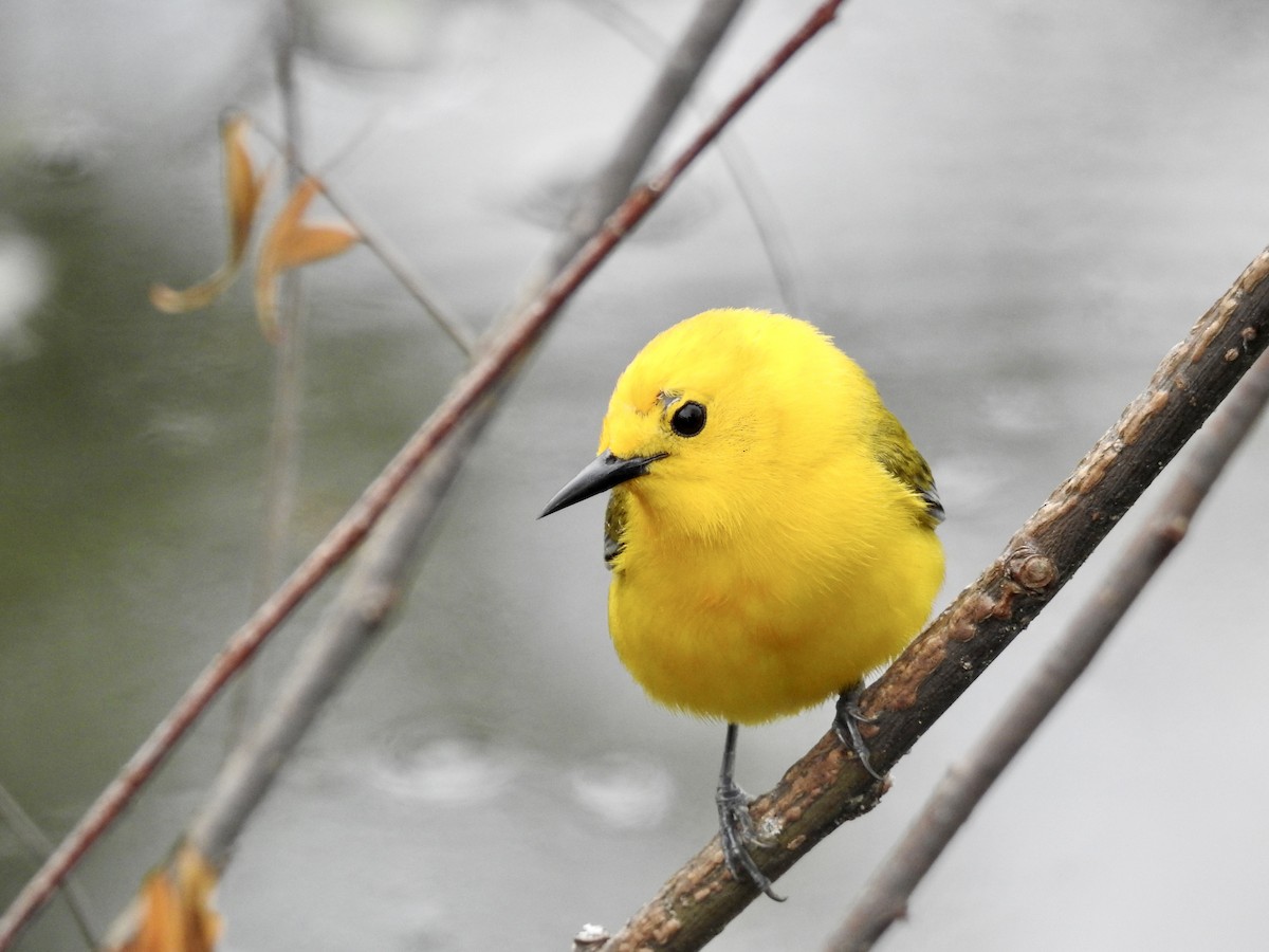 Prothonotary Warbler - ML635763460