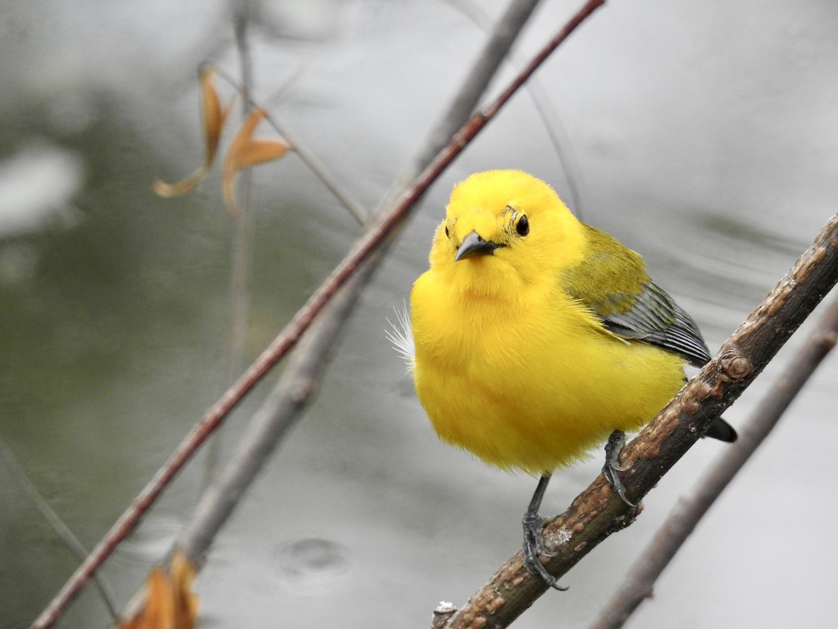 Prothonotary Warbler - ML635763492