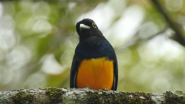 gulbrilletrogon - ML635763617