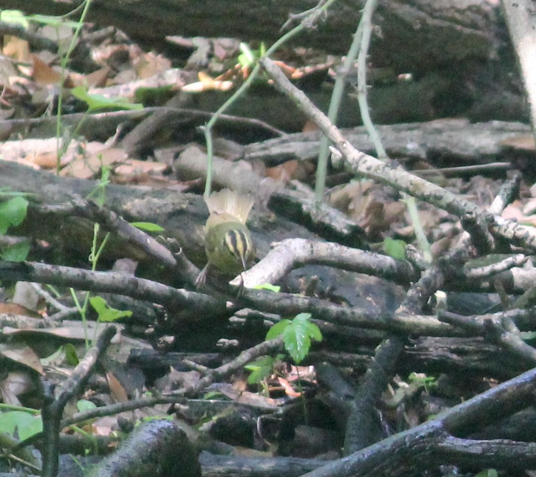 Worm-eating Warbler - ML635763655