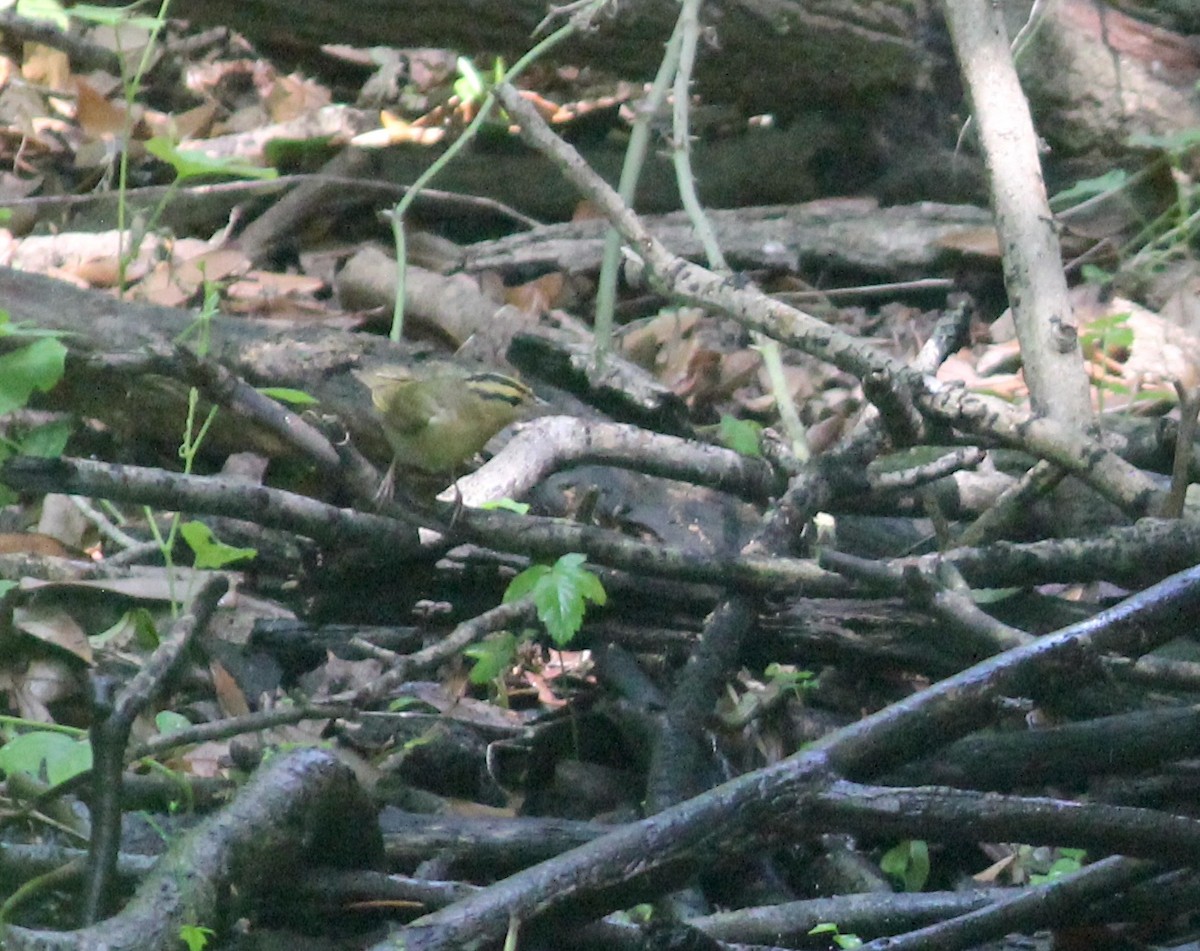 Worm-eating Warbler - ML635763657