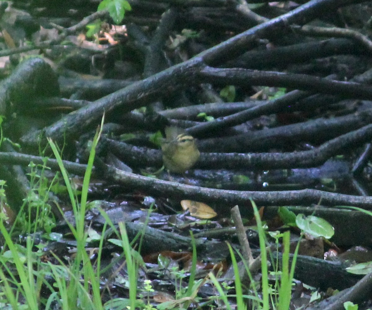 Worm-eating Warbler - ML635763658