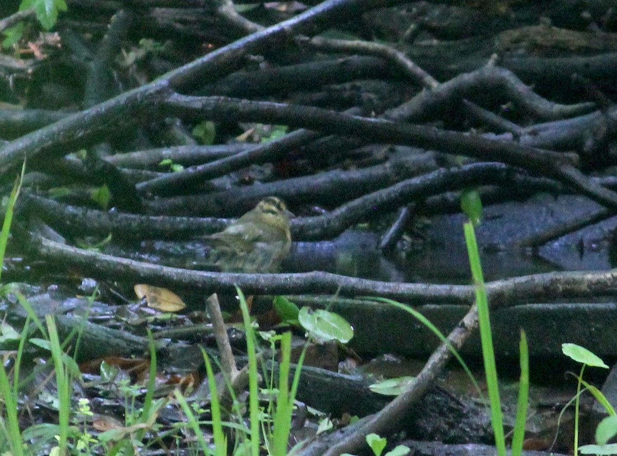 Worm-eating Warbler - ML635763660