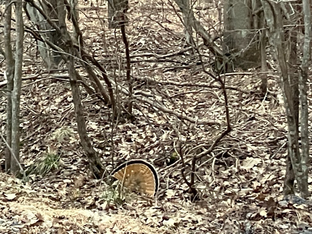 Ruffed Grouse - ML635763661