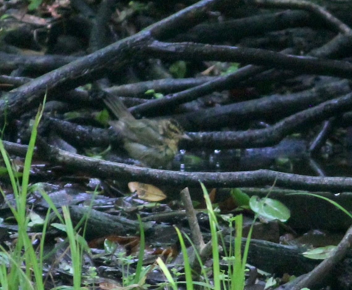 Worm-eating Warbler - ML635763663
