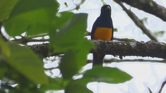 gulbrilletrogon - ML635763687