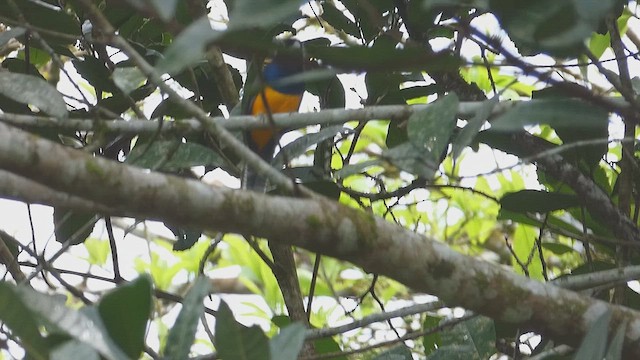 gulbrilletrogon - ML635763703