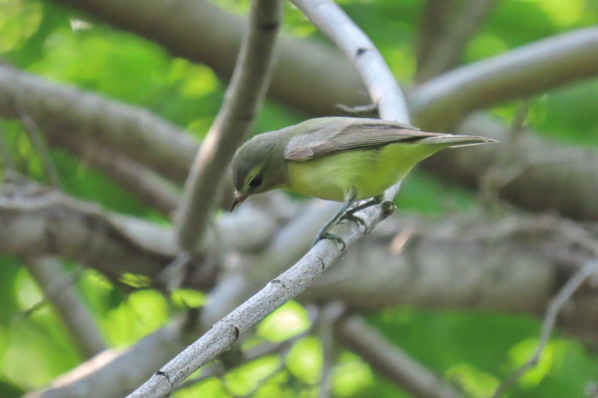 Philadelphia Vireo - ML635763709