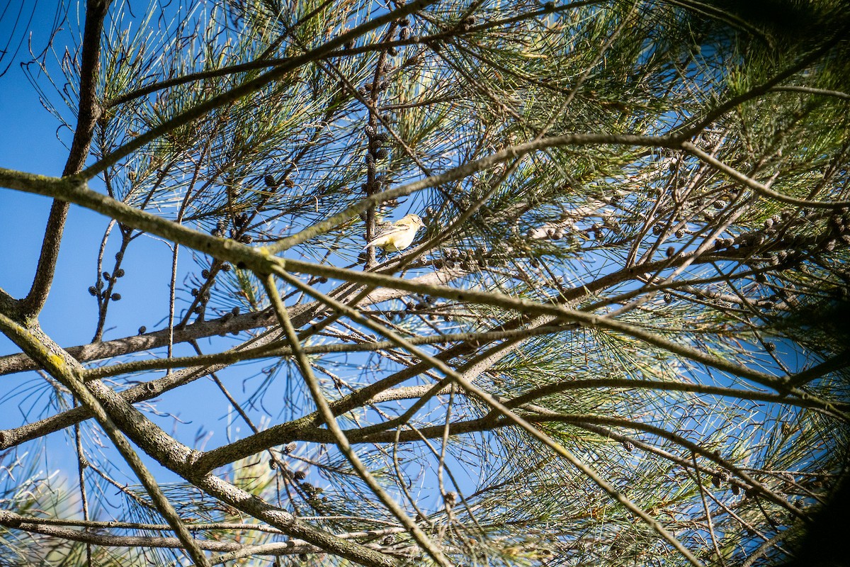 Tyranneau passegris - ML635763716