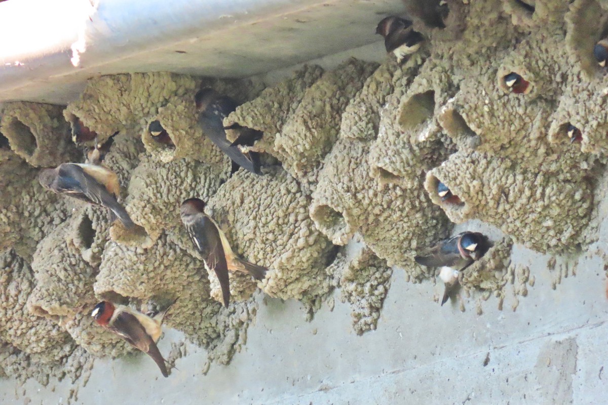 Cliff Swallow - ML635763729