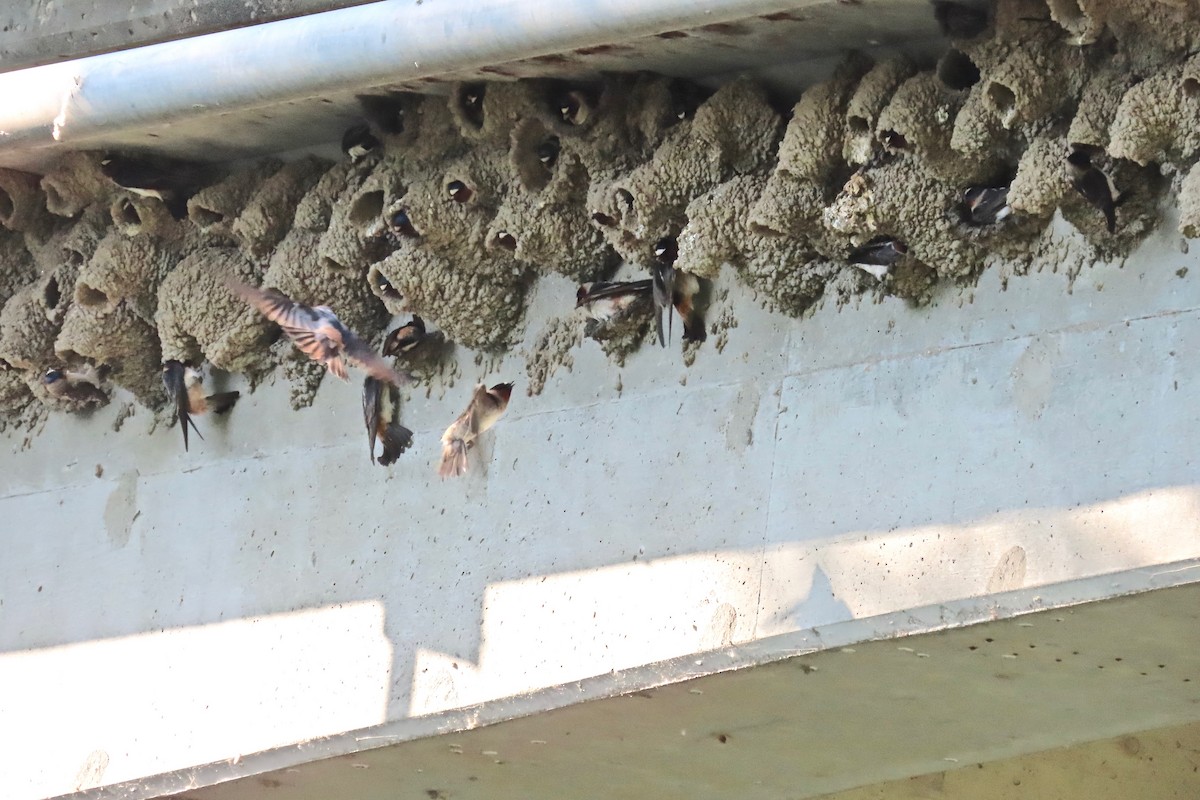 Cliff Swallow - ML635763730