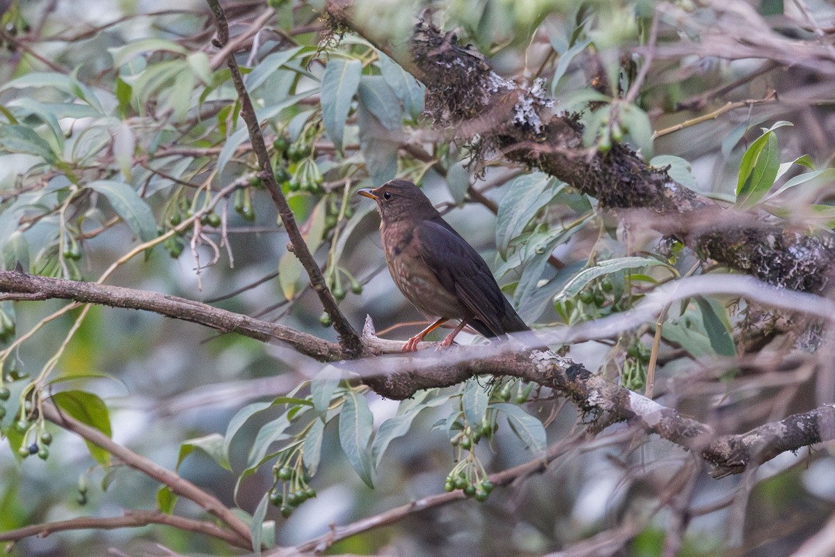 Black Thrush - ML635763731