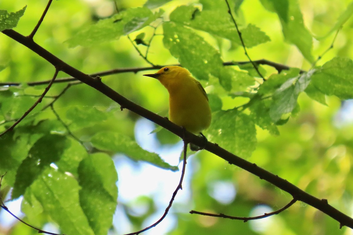 Prothonotary Warbler - ML635763747