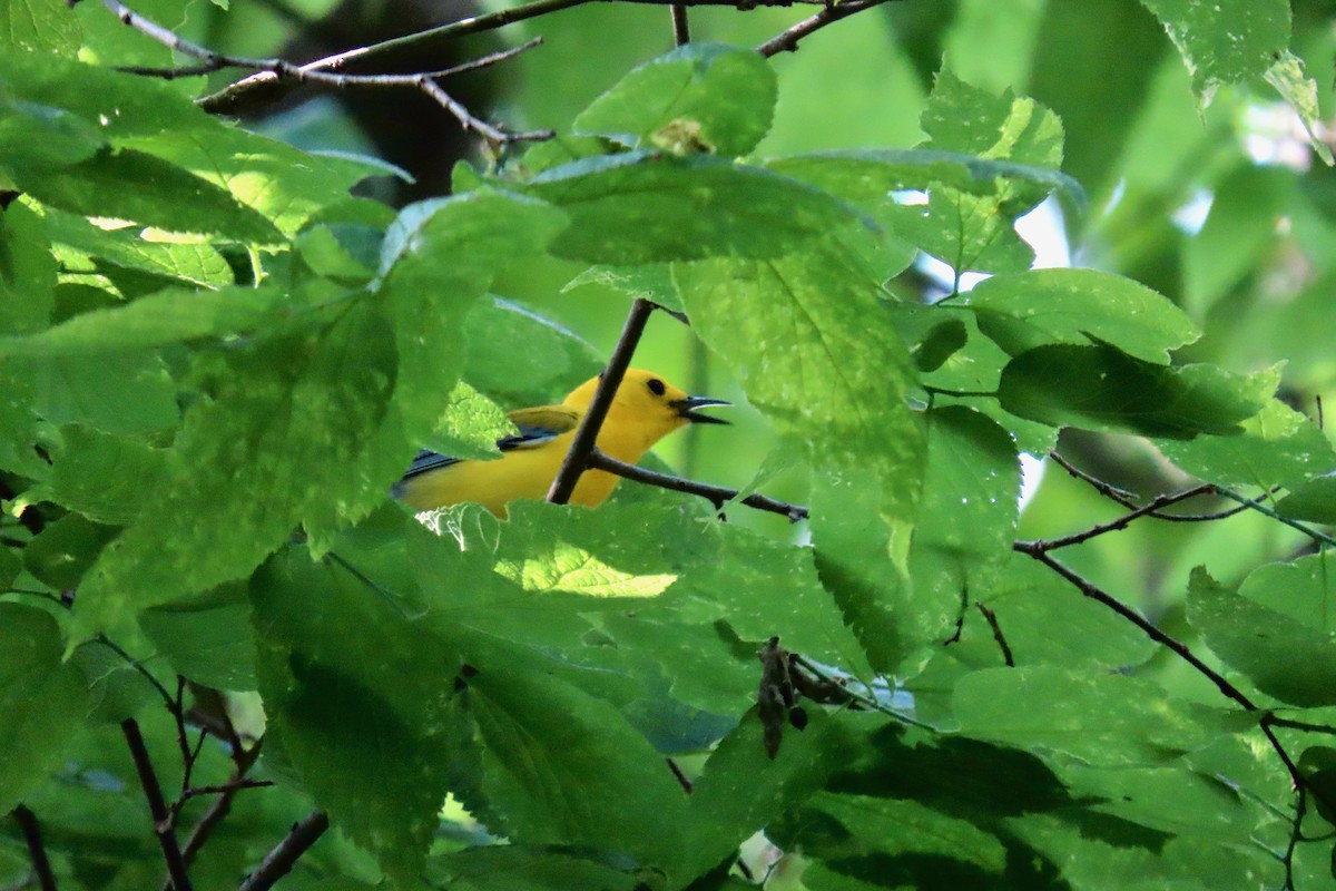 Prothonotary Warbler - ML635763748