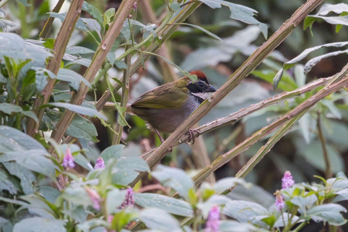 Collared Towhee - ML635763755