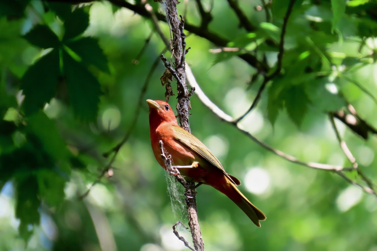 Summer Tanager - ML635763766