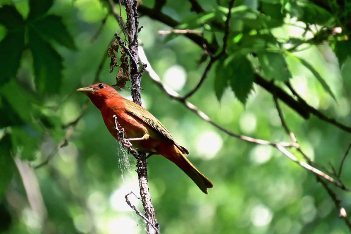 Summer Tanager - ML635763767