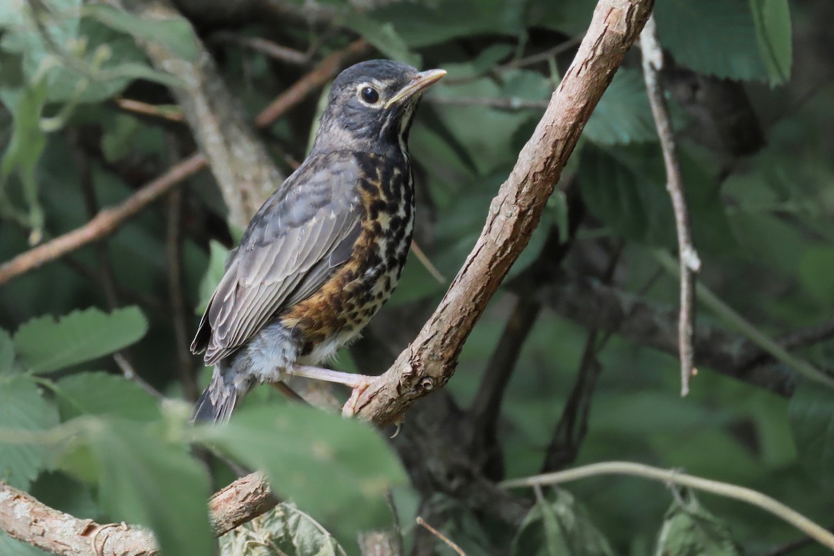 American Robin - ML635763782