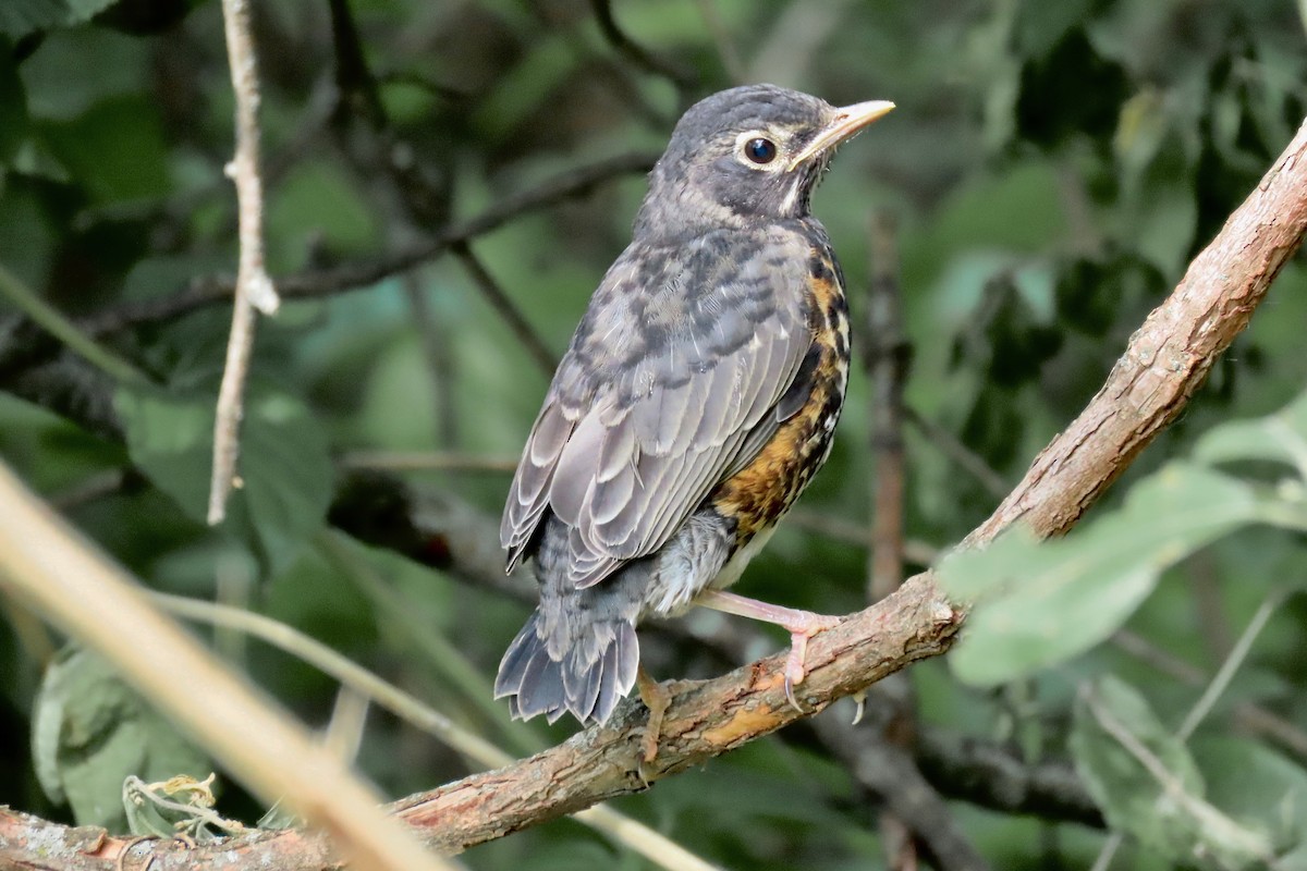 American Robin - ML635763784