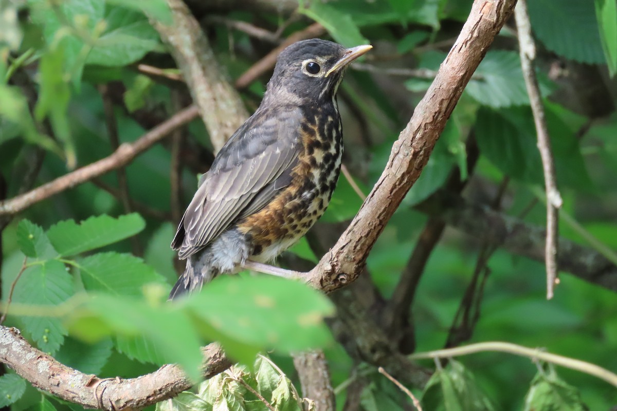 American Robin - ML635763786
