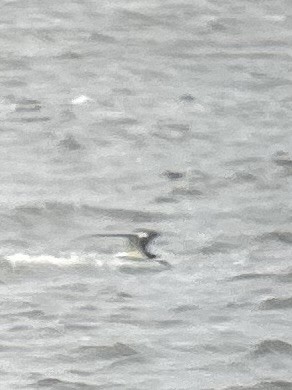 Black Skimmer - ML635763859