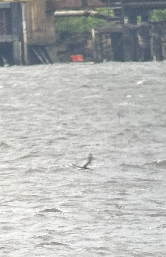 Black Skimmer - ML635763860