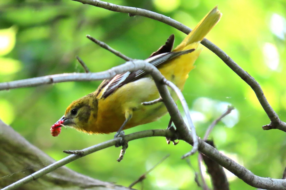 Baltimore Oriole - ML635763876