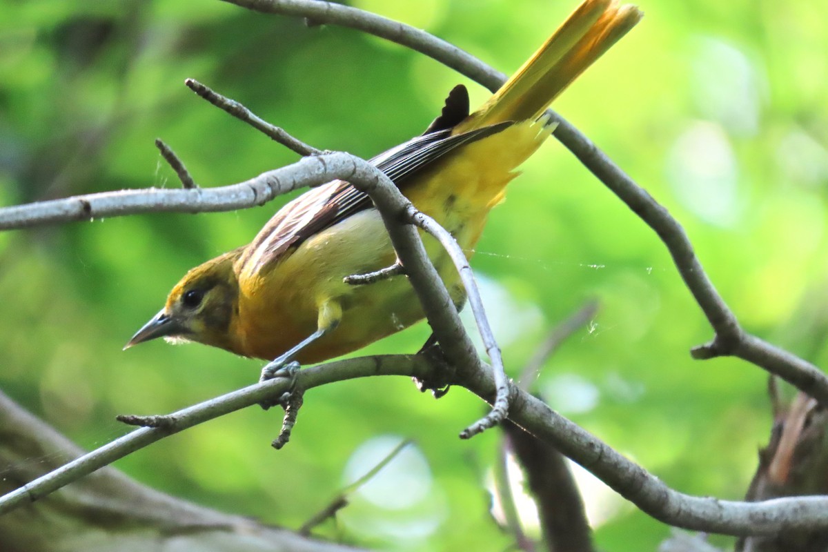 Baltimore Oriole - ML635763877