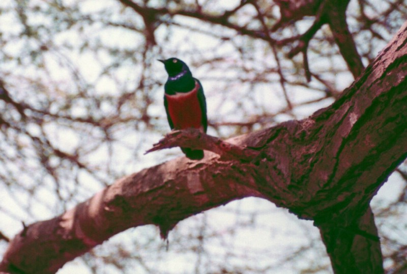 Superb Starling - ML635763891