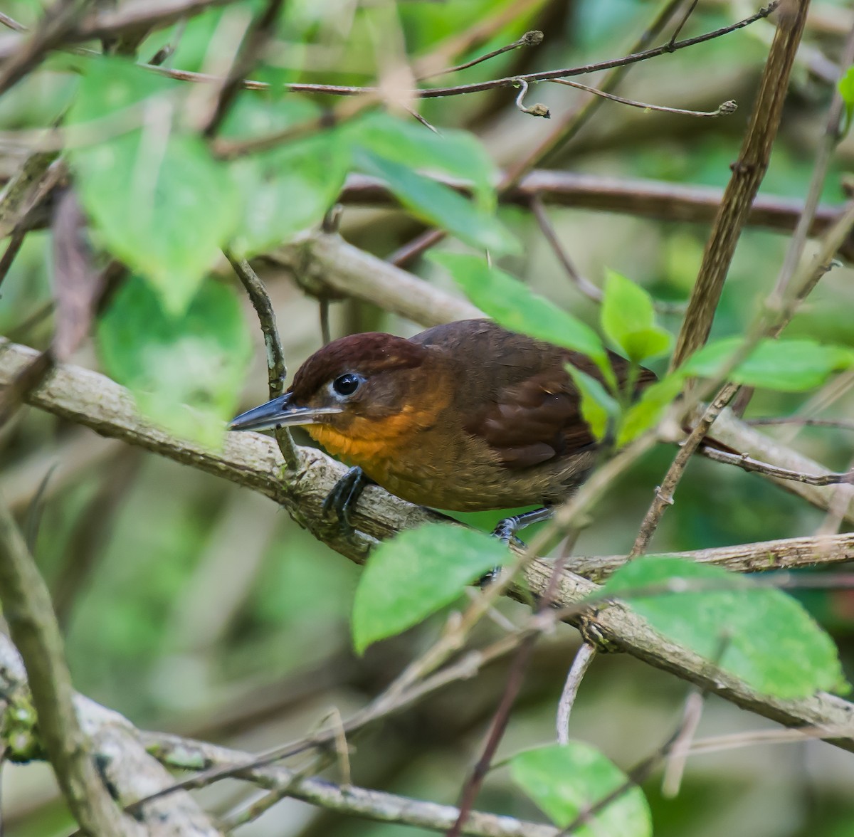 Ruddy Foliage-gleaner - ML635763935