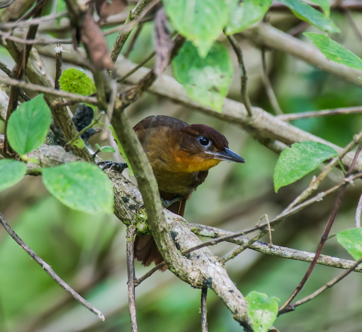 Ruddy Foliage-gleaner - ML635763936