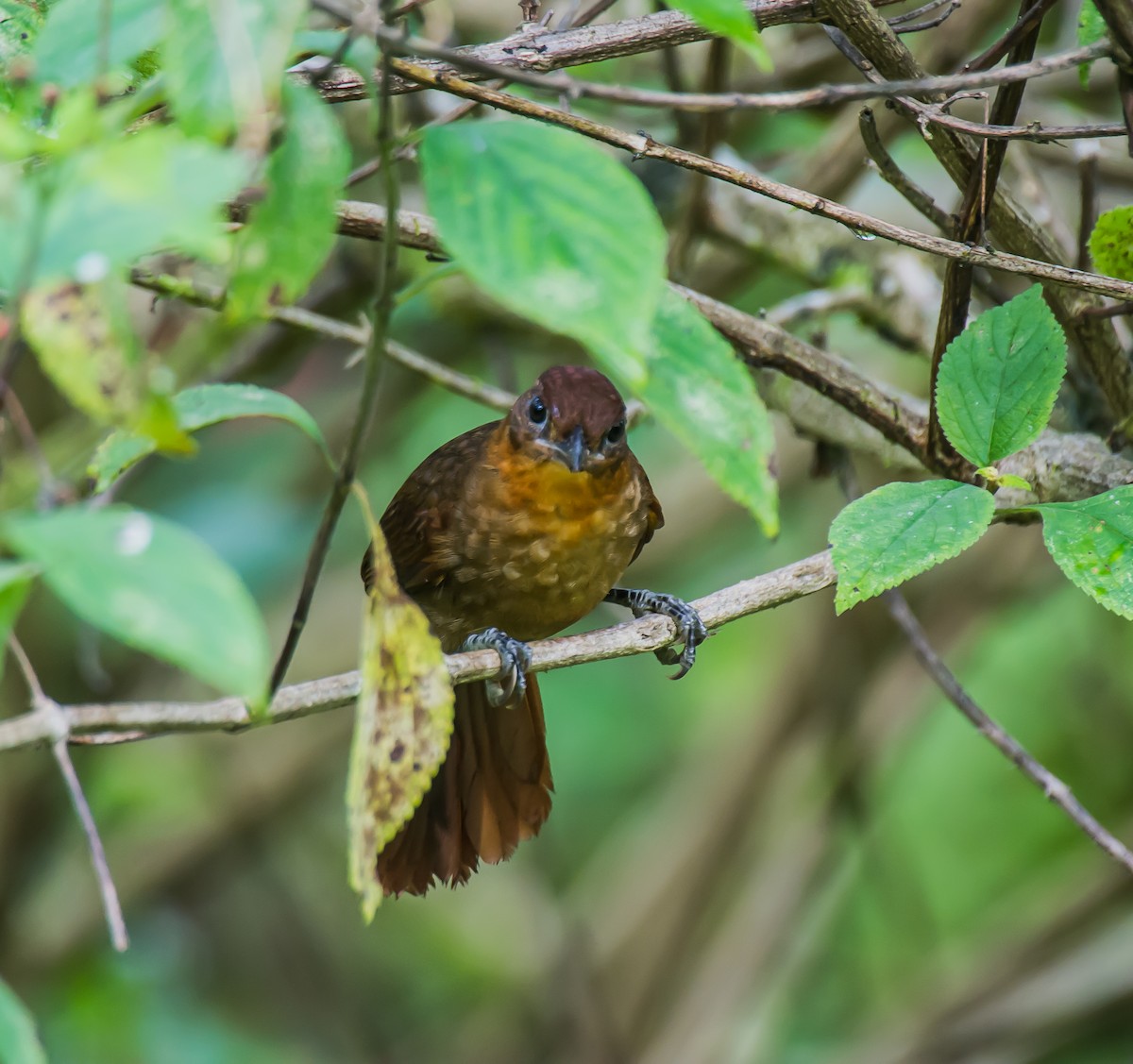 Ruddy Foliage-gleaner - ML635763937