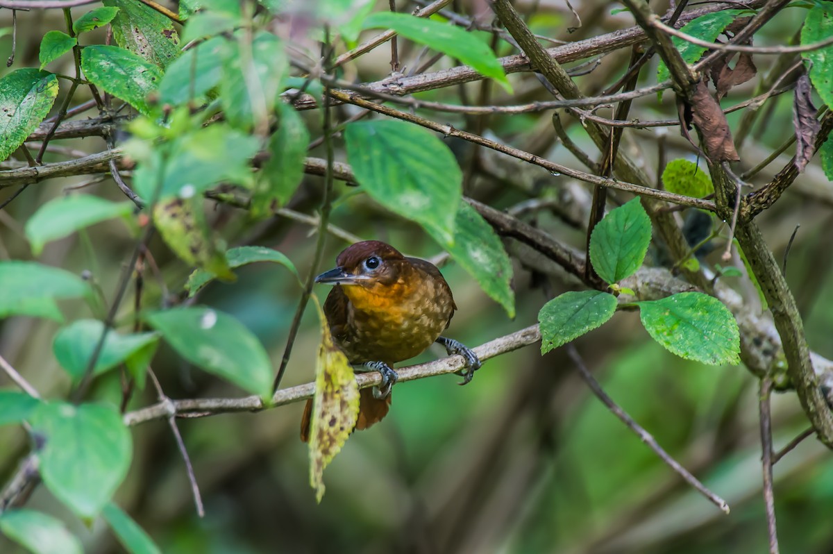 Ruddy Foliage-gleaner - ML635763938
