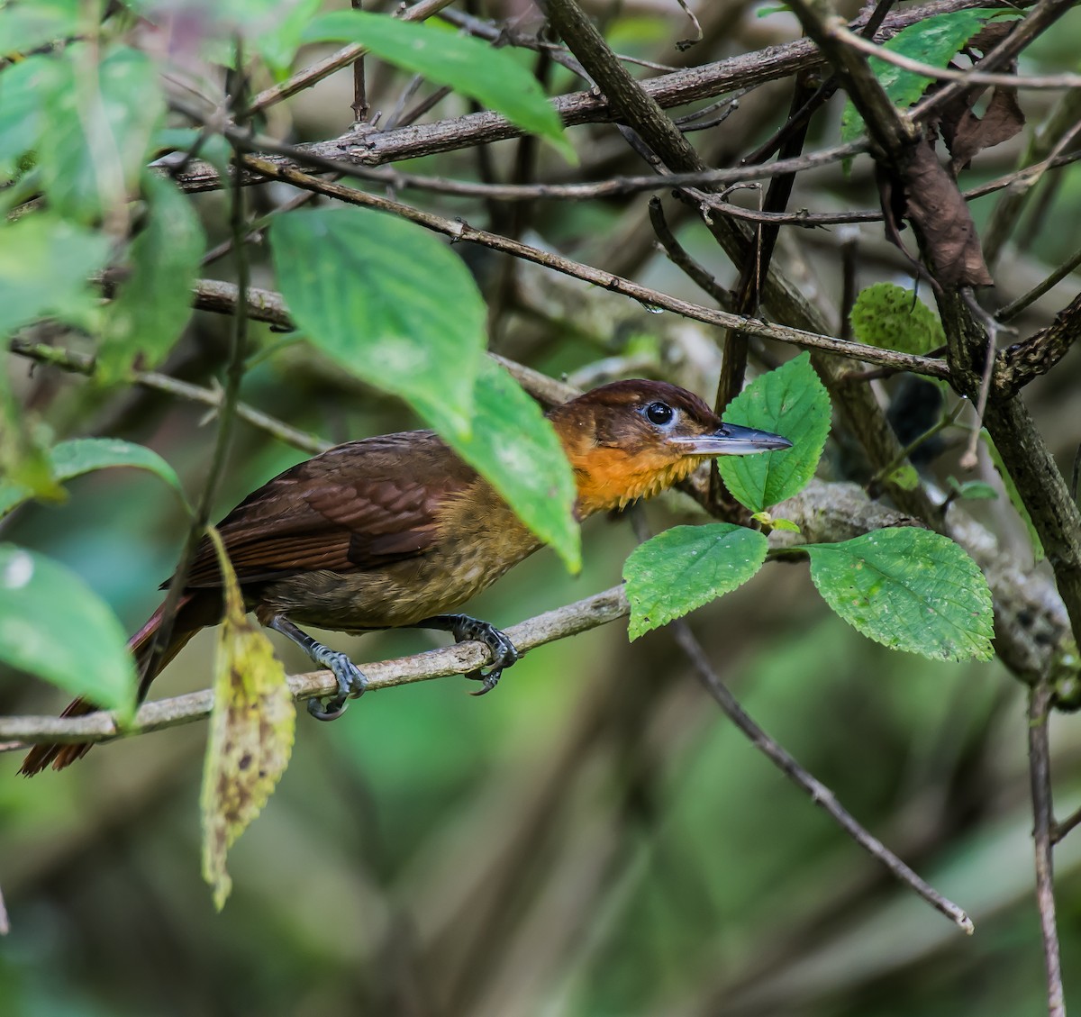 Ruddy Foliage-gleaner - ML635763939