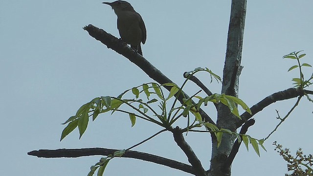 Southern House Wren - ML635763955