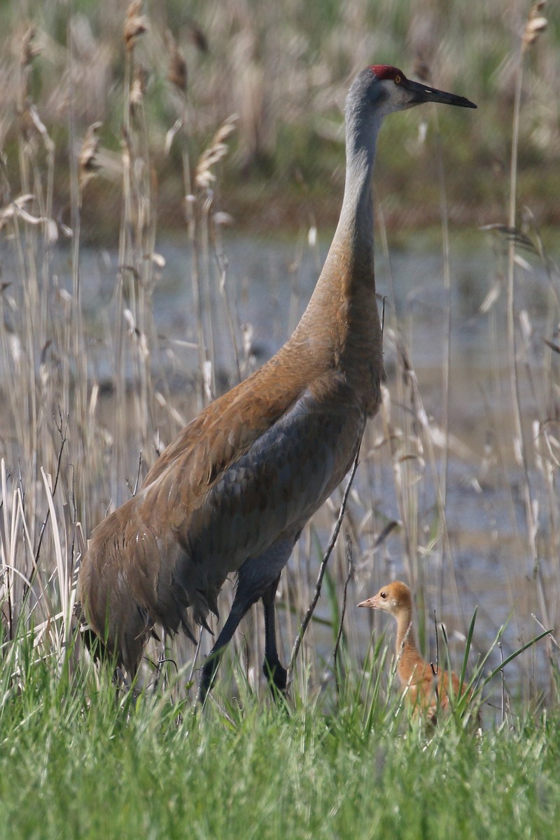 Sandhill Crane - ML635763982