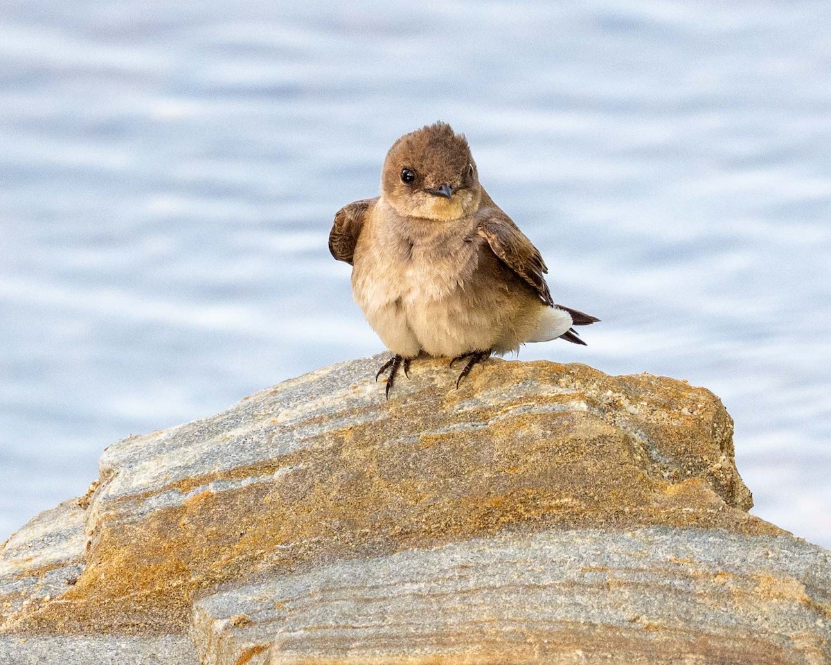 Northern Rough-winged Swallow - ML635764010