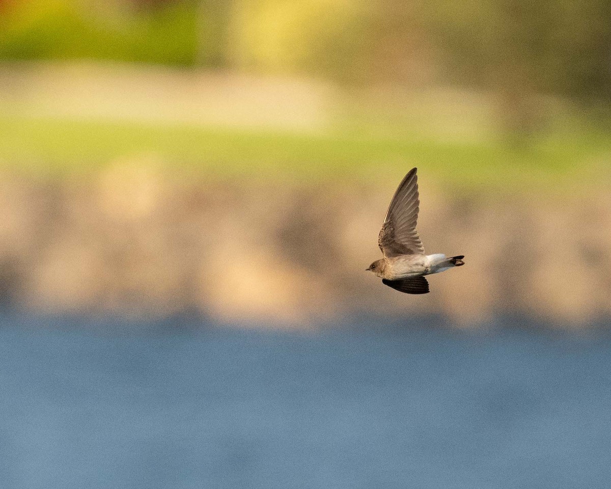 Northern Rough-winged Swallow - ML635764011