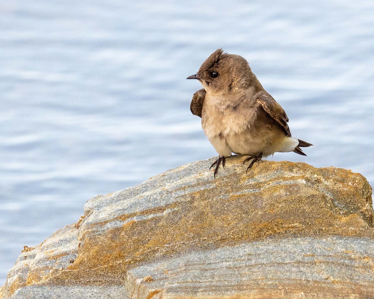 Northern Rough-winged Swallow - ML635764012
