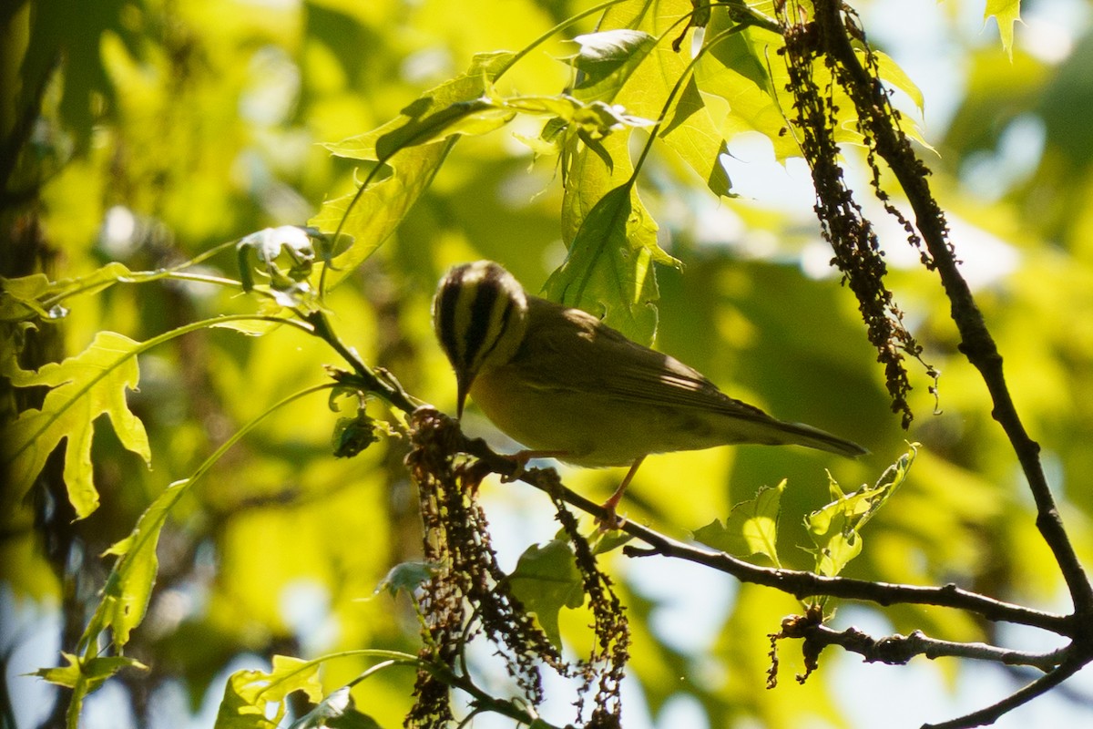 Worm-eating Warbler - ML635764015