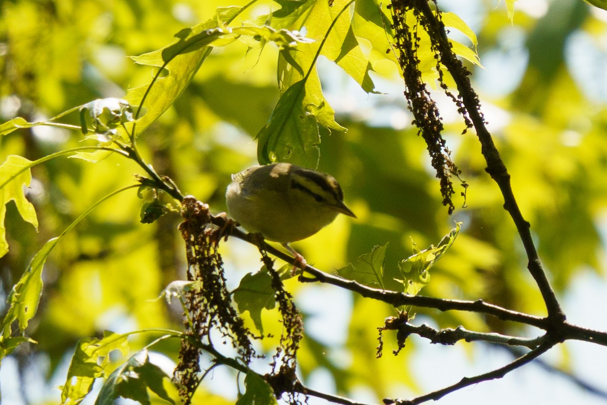 Worm-eating Warbler - ML635764016