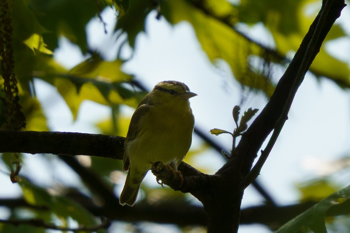 Worm-eating Warbler - ML635764017