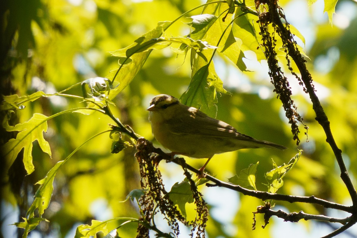 Worm-eating Warbler - ML635764018