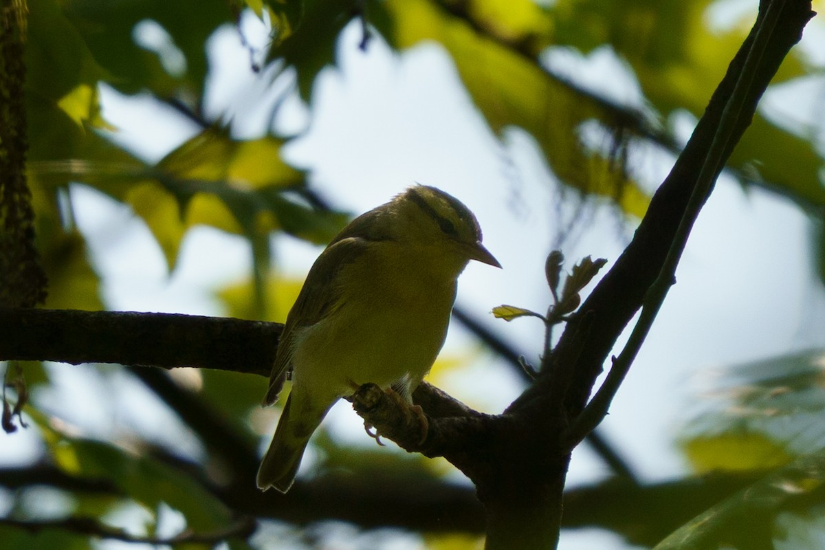 Worm-eating Warbler - ML635764019