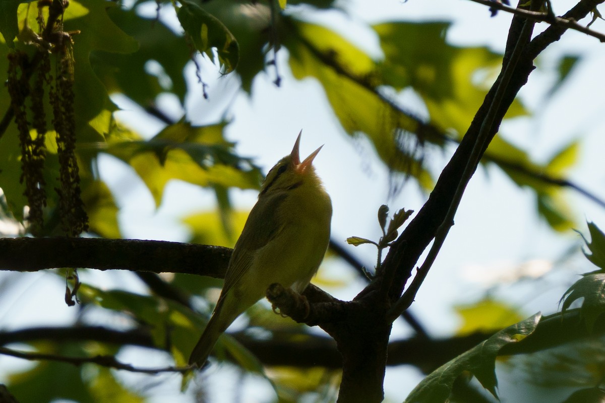 Worm-eating Warbler - ML635764020